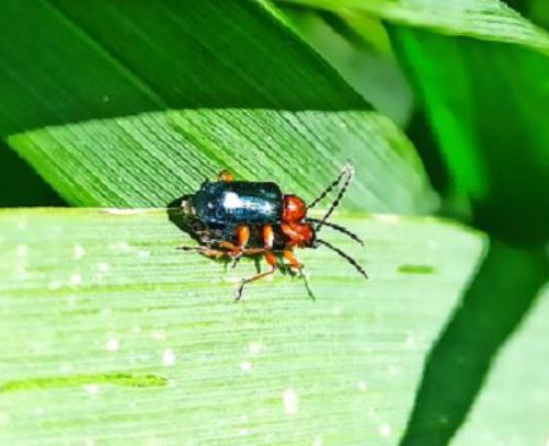 Käfer des Getreidehähnchens Foto NWaldorf, LWA NOK
