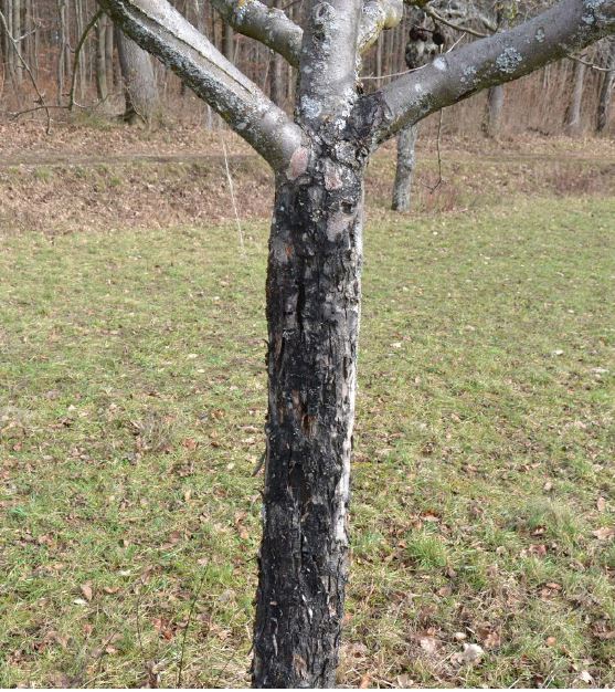 Rindenbrandbefall an Streuobstapfelbaum Foto DrJHinrichs-Berger LTZ Augustenberg