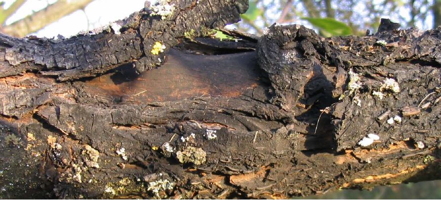 Ast mit Rindenbrandinfektion ohne Überwallung Foto DrJHinrichs-Berger LTZ Augustenberg