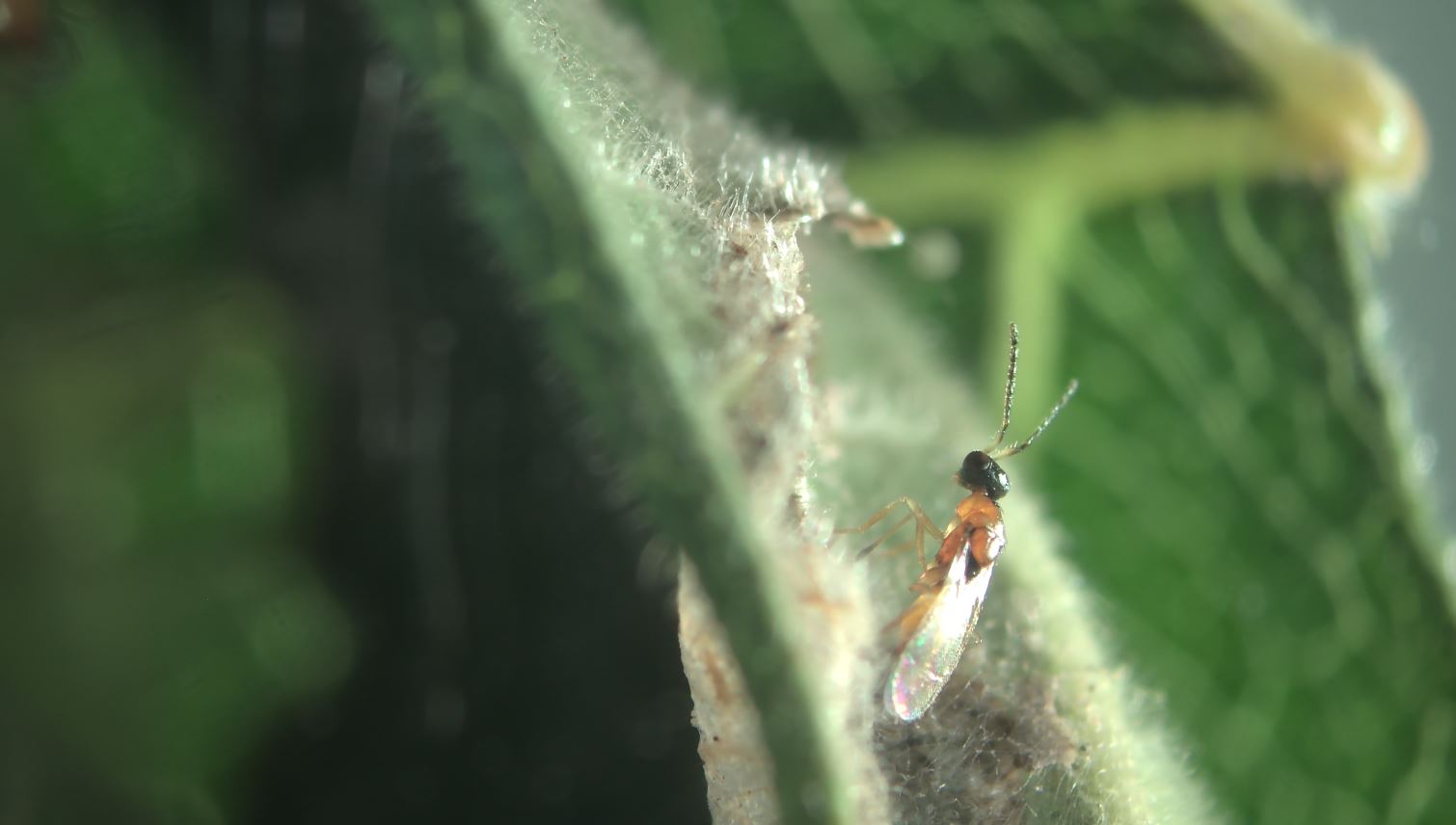 Adulten Parasitoid