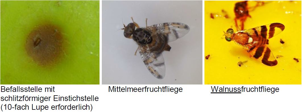 Mittelmeerfruchtfliege und Verwechslungsmöglichkeit Foto H.-D.-Beuschlein LRA Ortenau und E. Schell LRA Karlsruhe