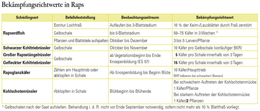 BW-Bekämpfungsrichtwerte in Winterraps Foto NWaldorf LWA NOK