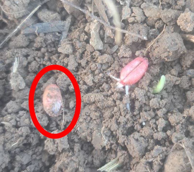 Schnecken schädigen das Korn Foto ALohrer LWA Tübingen