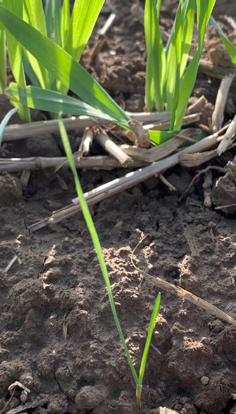 Ackerfuchsschwanzentwicklung zu weit für Bodenwirkstoffe Foto GMuenkel LWA Rhein-Neckar