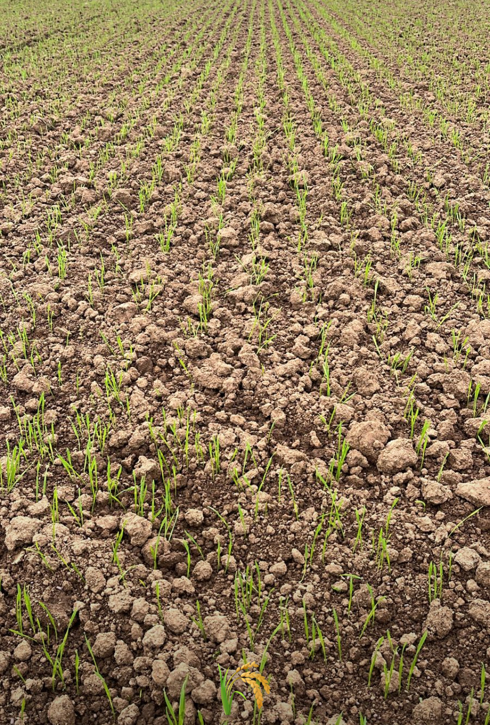 Feldaufgang Foto MWagner MuD Landwirt Neunheim