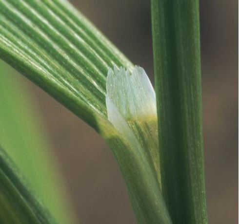 Blatthäutchen von Ackerfuchsschwanz