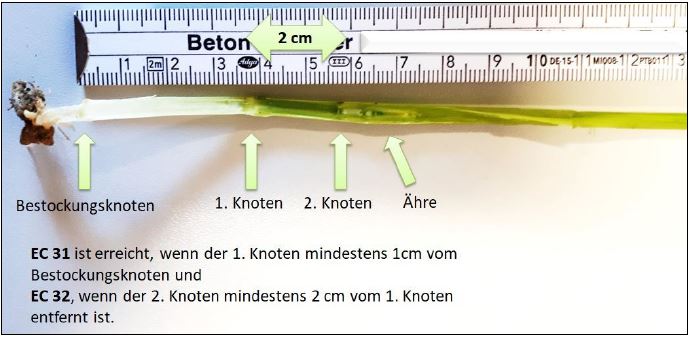 BBCH-Bestimmung in Getreide Foto TKielmann LWA Göppingen