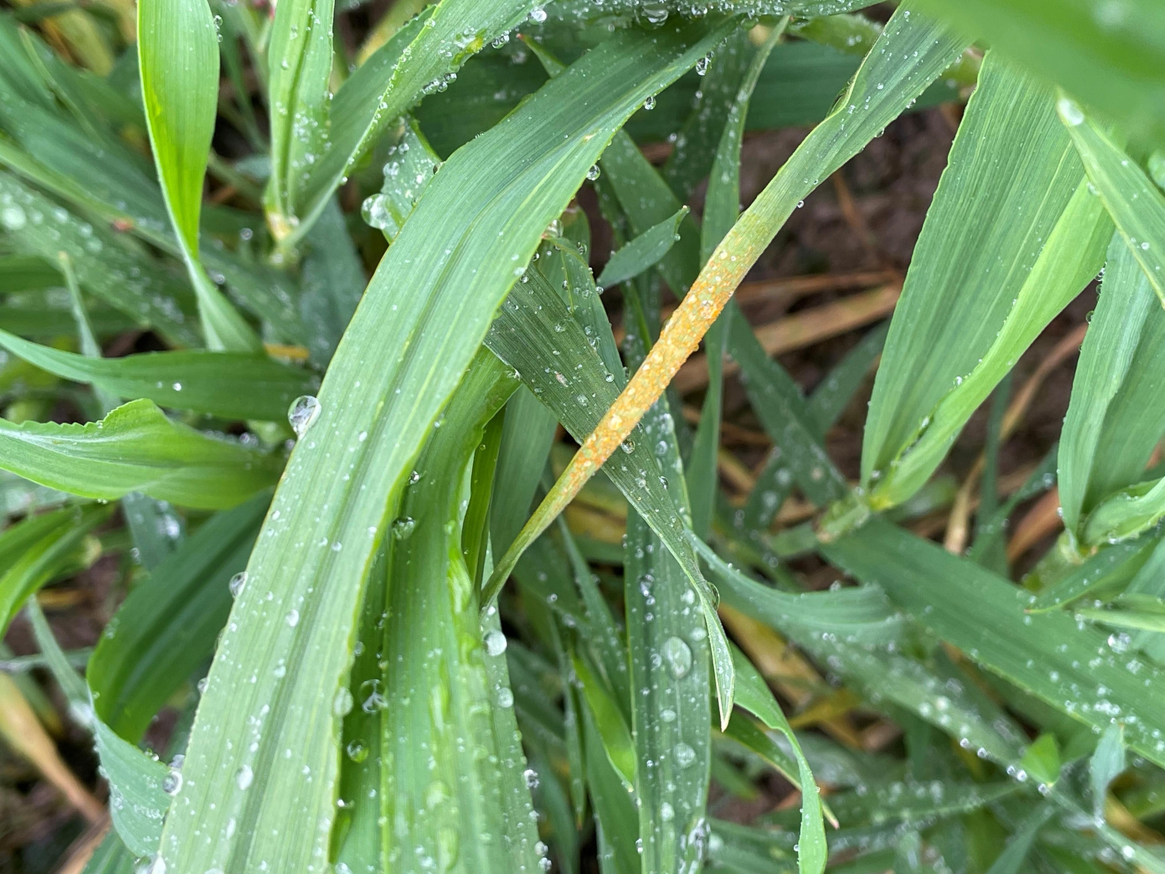 Gelbrost in Triticale Foto BBundschuh LTZ Augustenberg