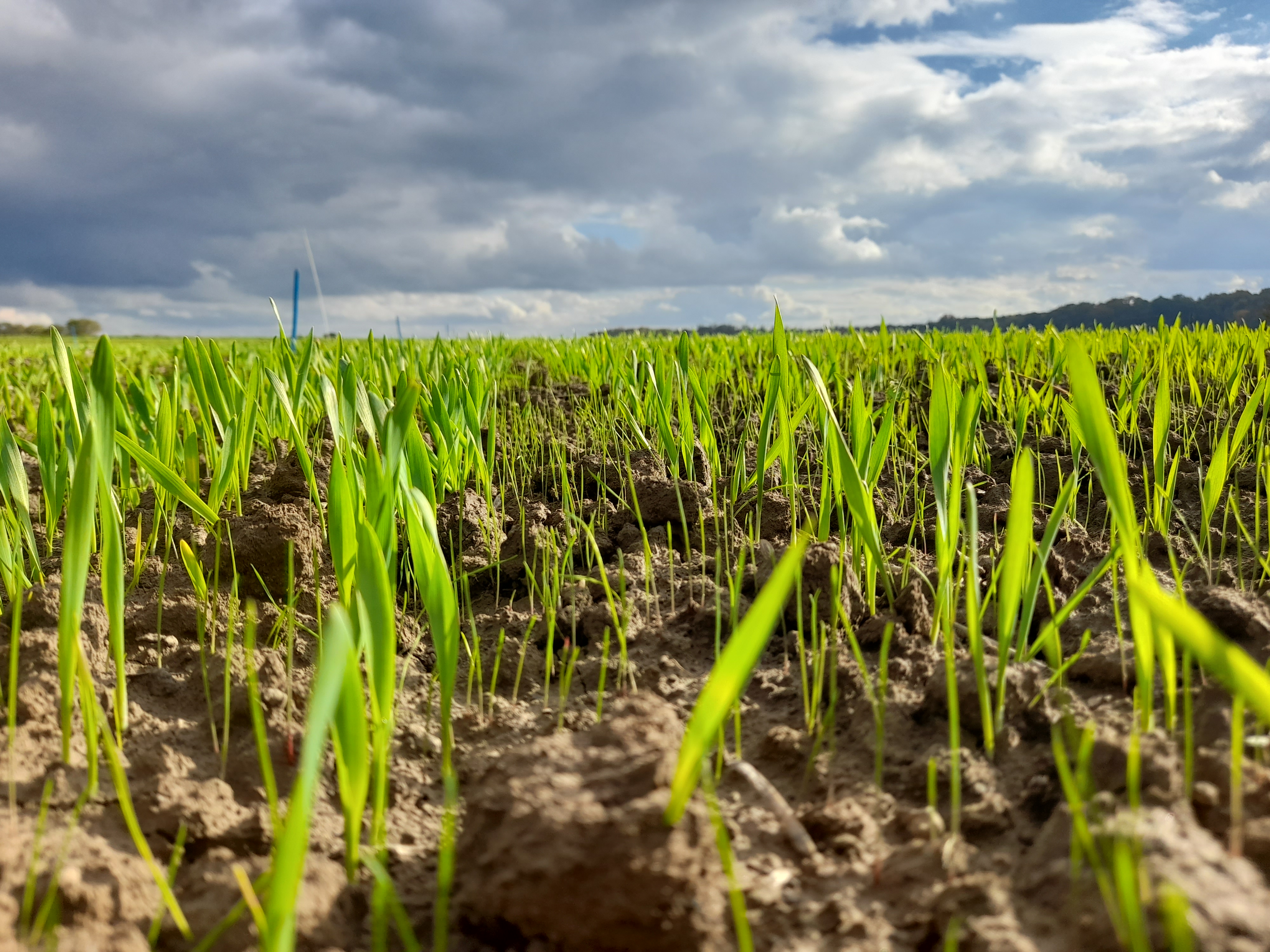 Ackerfuchschwanz im Gerstefeld Foto SWolpert LWA Ilshofen