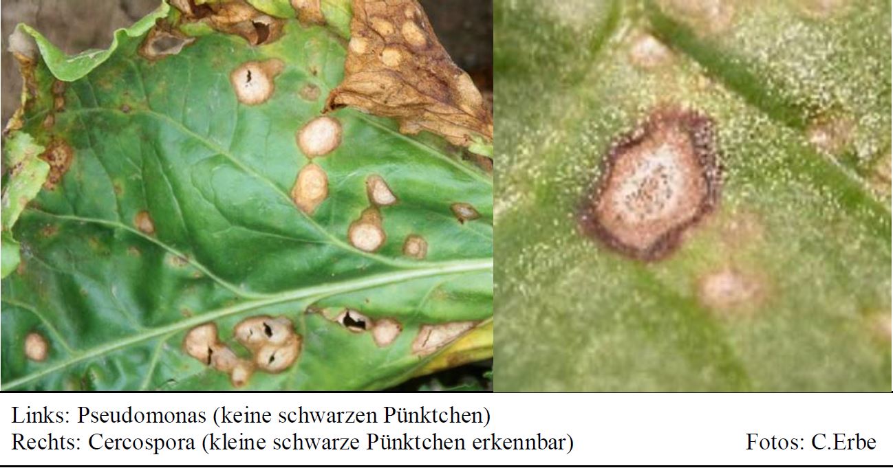 Blattkrankheiten an Zuckerrüben Foto CErbe LWA Bruchsal