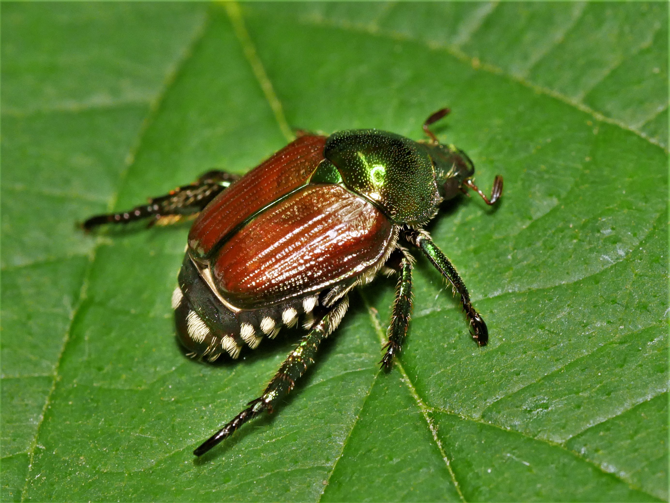 Japankäfer Popillia japonica_B.Lutsch_LTZ