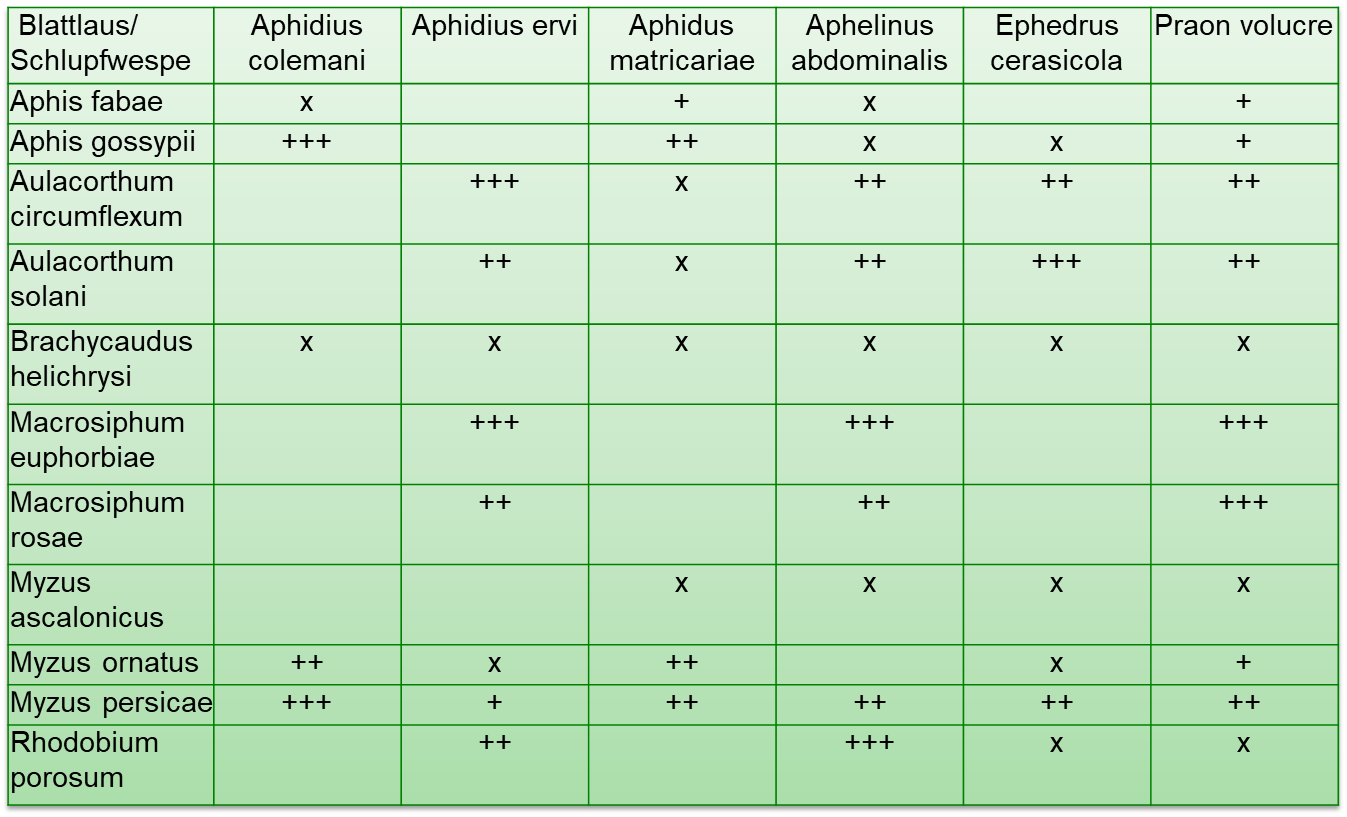 Parasitoidebeziehung von Blattlausarten