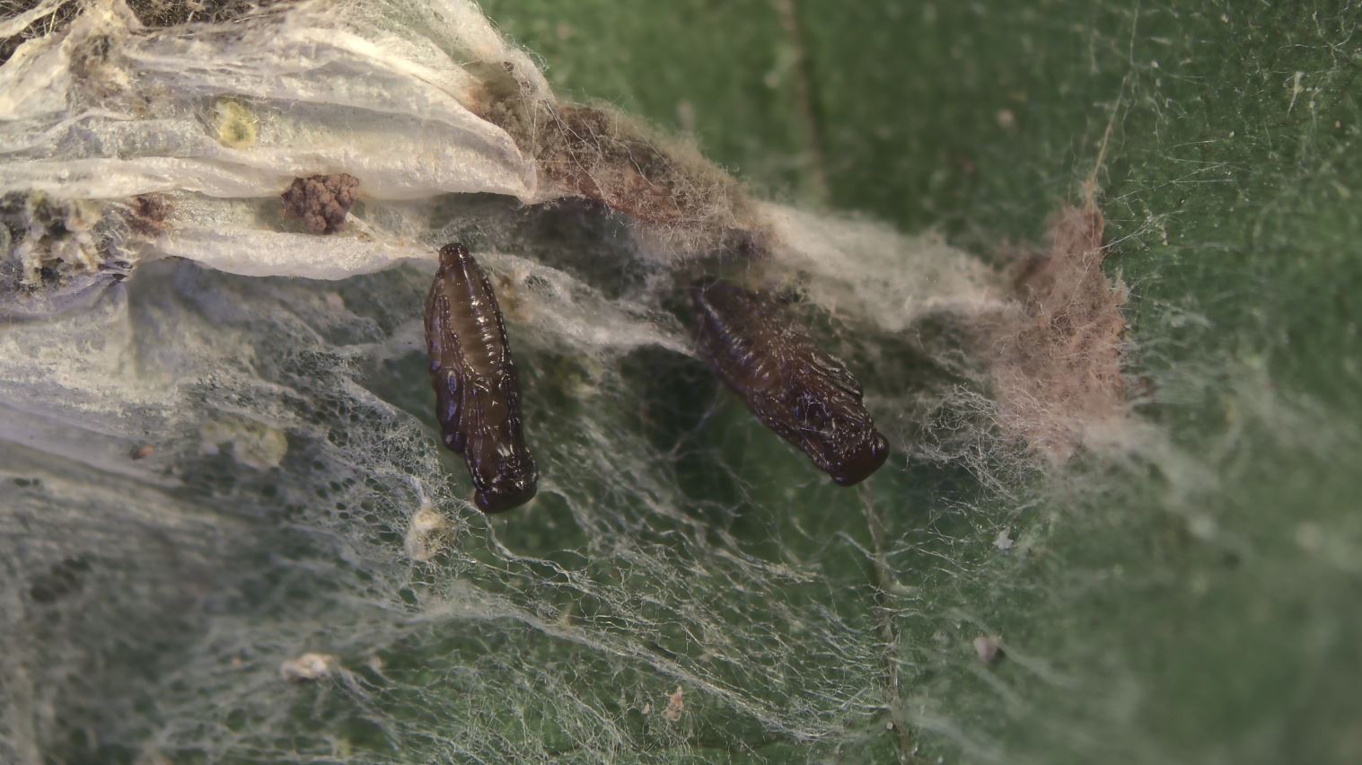 Puppen des Parasitoides Stenomesius rufescens Fam Eulophidae