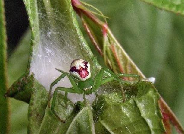 Veränderliche Krabbenspinne in Jagdposition Foto Pflanzenschutzamt Berlin