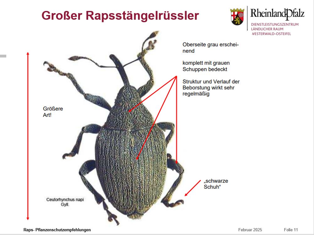 Großer Rapsstängelrüsler